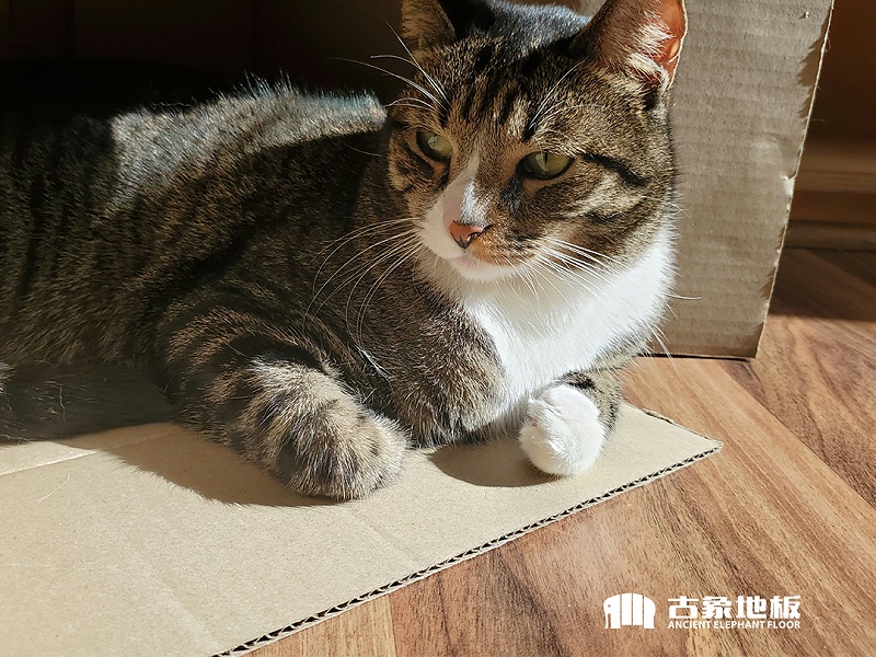 去除木地板上的貓尿味