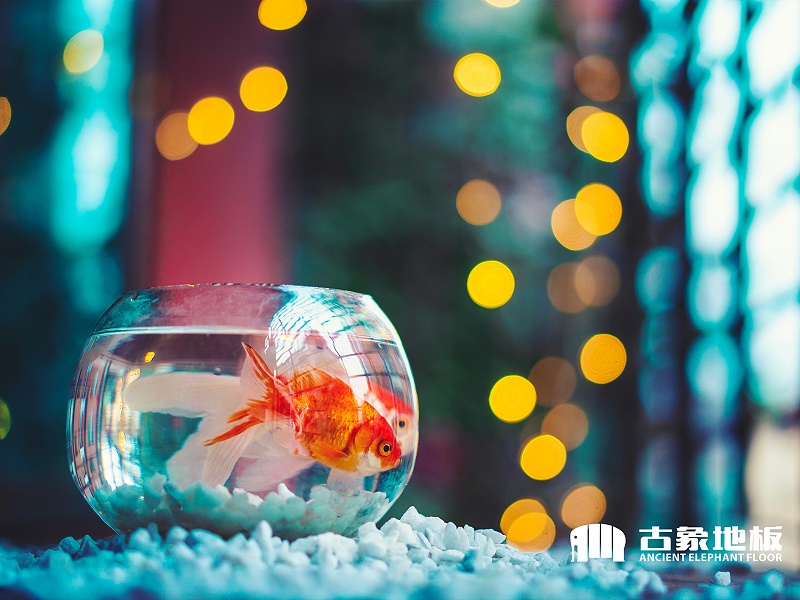 淺盆養(yǎng)金魚(yú)