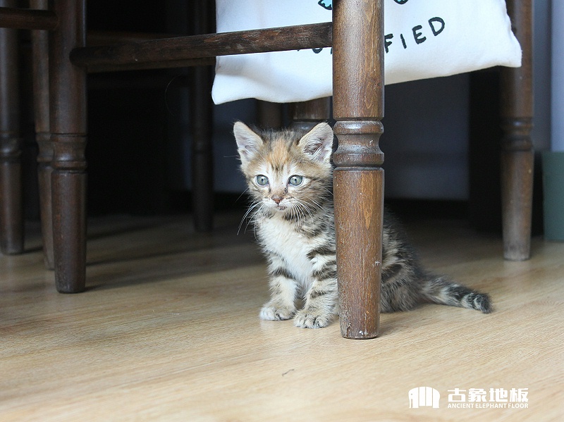 超耐磨多層實木地板