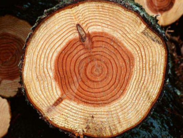 實木地板的木種有哪些？